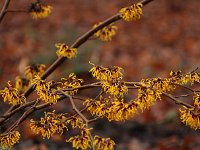 Hamamelis Treasure Trove 2016 01 23 9173